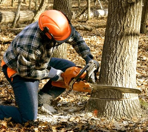 Tree Removal in Matfield Green, KS